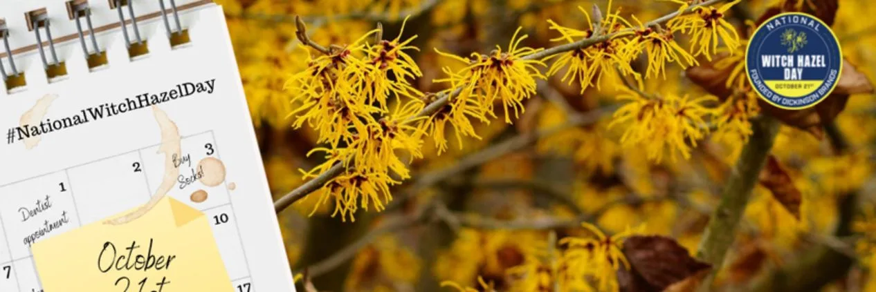 National witch hazel day