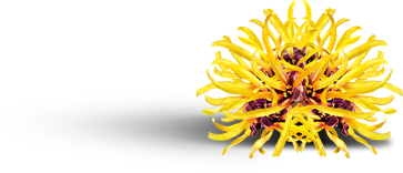 Witch hazel flower Witch hazel flower