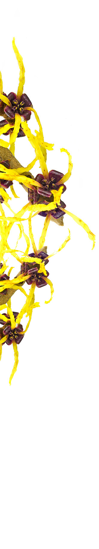 Witch hazel flowers