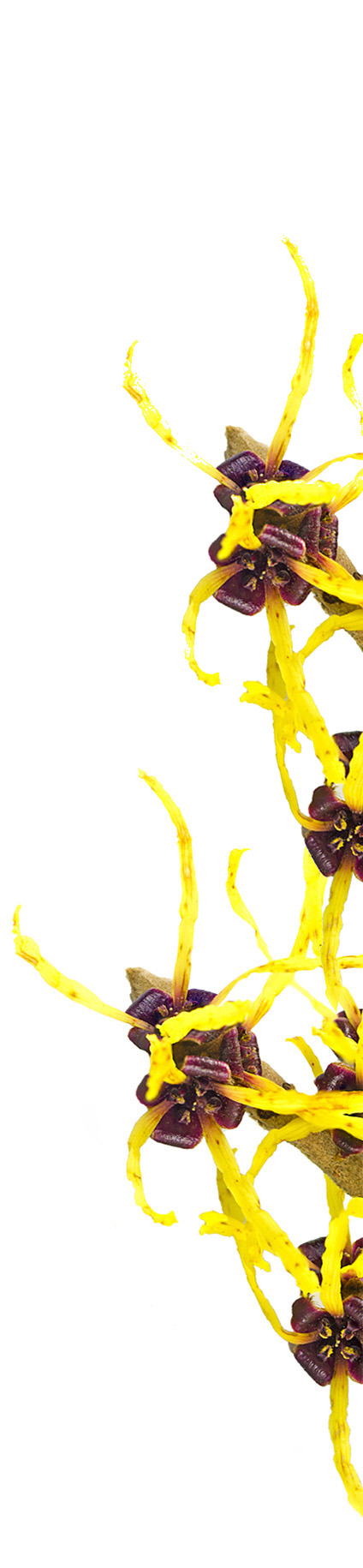 Witch hazel flowers